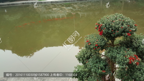 靜翠湖紅鯉