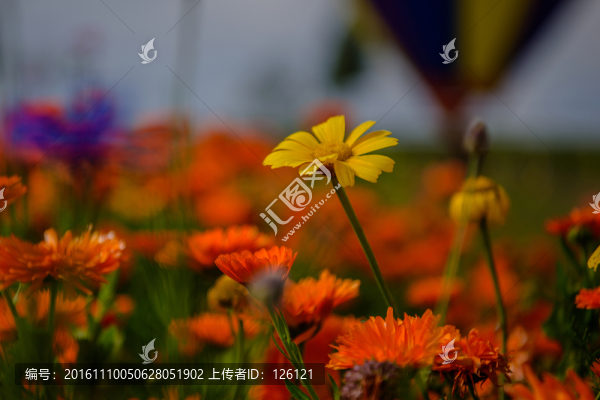 青海湖風(fēng)光