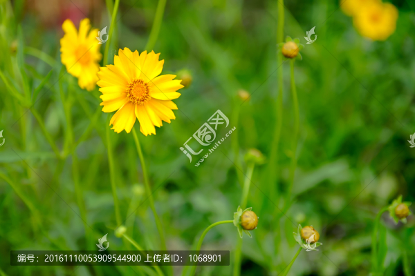 大金雞菊,劍葉金雞菊,菊科