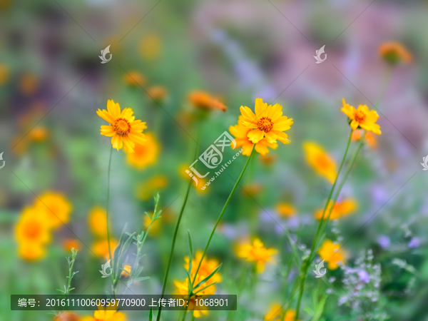 大金雞菊,劍葉金雞菊,菊科