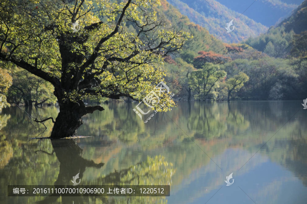 自然觀