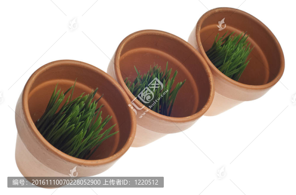 粘土罐里的青草