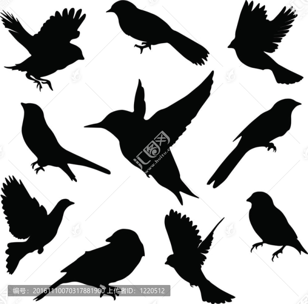 集合鳥類