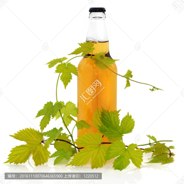 啤酒瓶和啤酒花葉