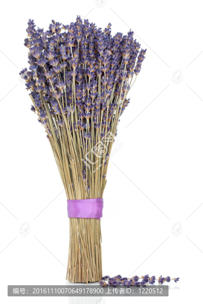 薰衣草的花