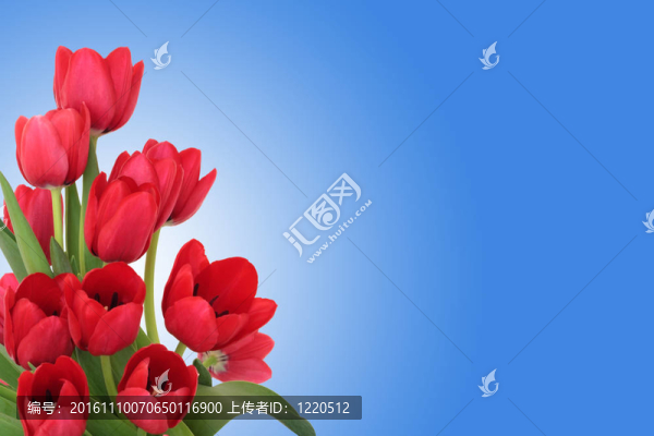 紅色郁金香的花朵