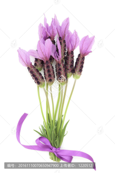 薰衣草花花束