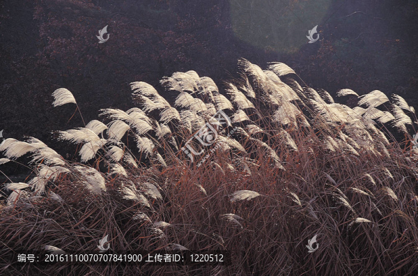 蘆葦場