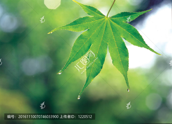 季節(jié)性