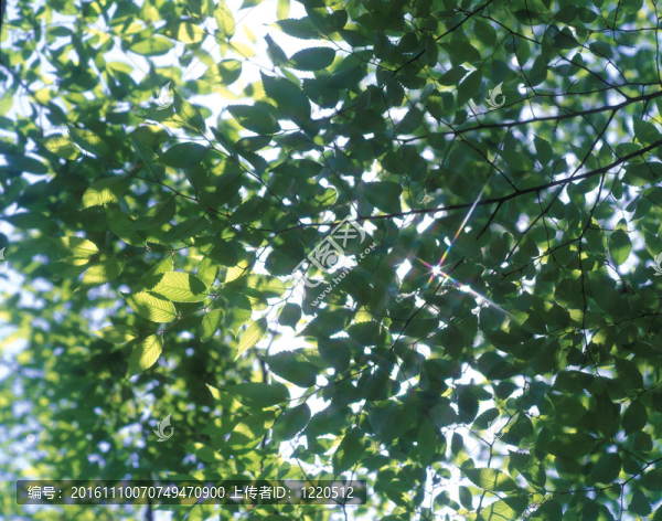 季節(jié)性