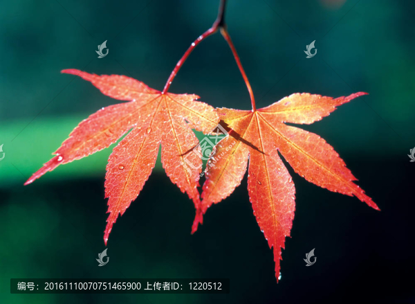 季節(jié)性