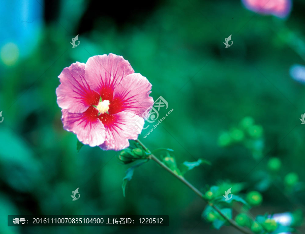 大自然花的細節(jié)