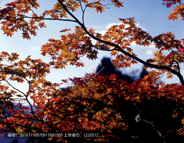 季節(jié)性