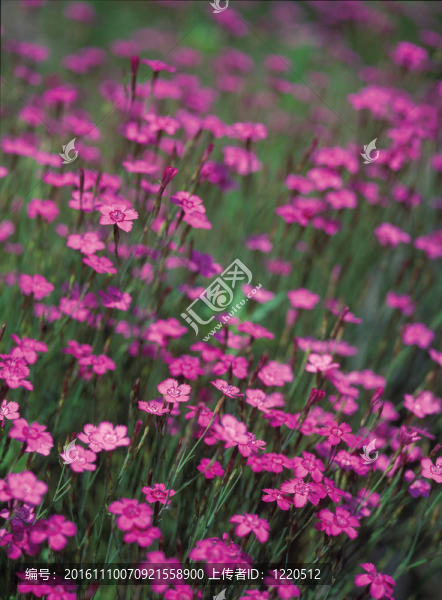 大自然花的細(xì)節(jié)