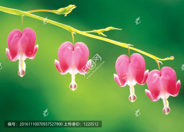 大自然花的細(xì)節(jié)