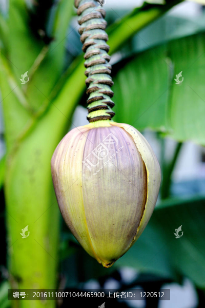 香蕉花