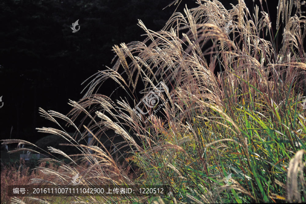 蘆葦場