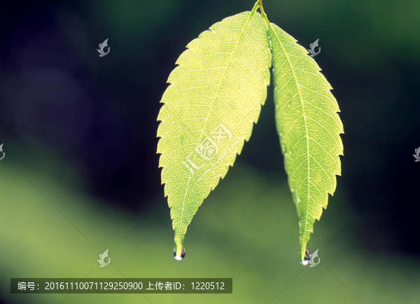 季節(jié)性