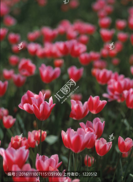 大自然花的細節(jié)