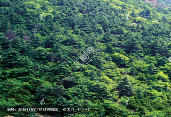 季節(jié)性