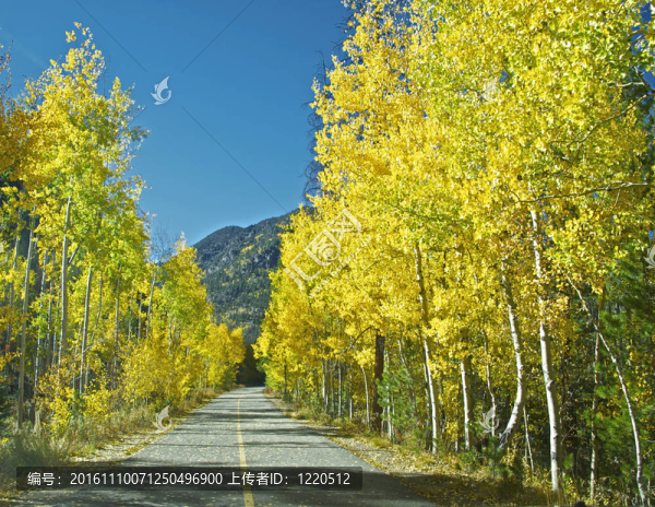 白楊樹線這條山路