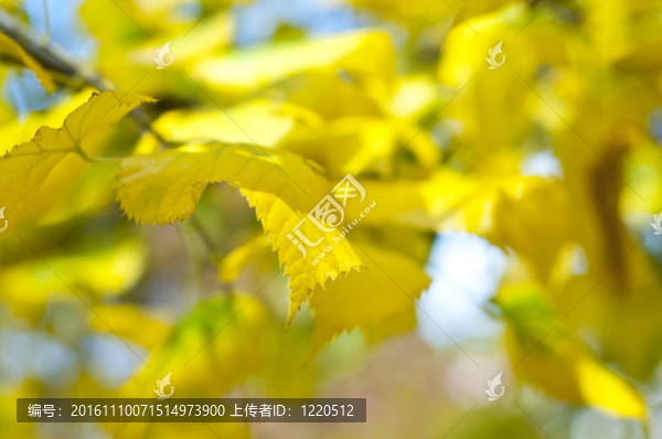 綠葉藍色的天空