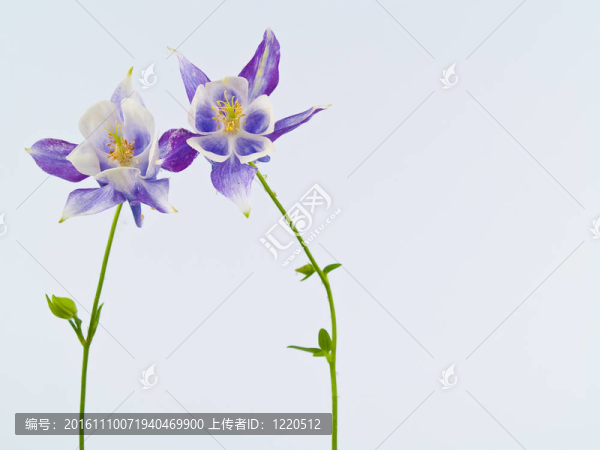 盛開的鮮花在科倫Blank,White背景