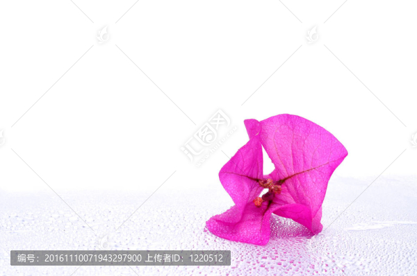 三角梅