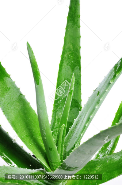 蘆薈