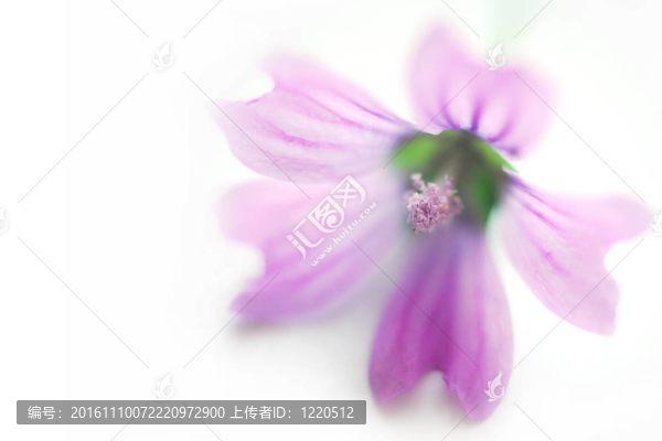 SPA的紫色花