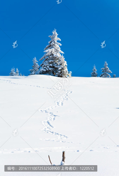 冬季雪杉樹和雪上的痕跡