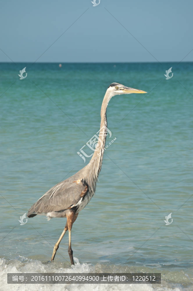 在海灣海岸的大藍(lán)鷺