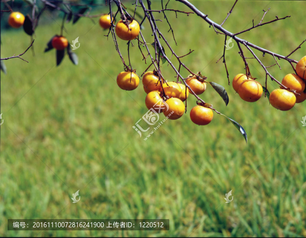 自然的細(xì)節(jié)