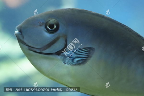 絲尾鼻魚(yú)-匯圖網(wǎng) www.fosd68.com 絲尾鼻魚(yú)