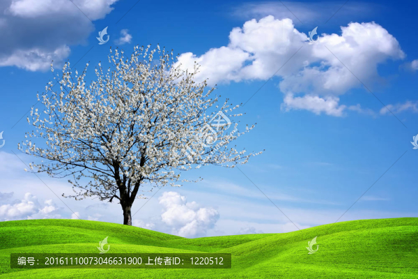 美麗的春景