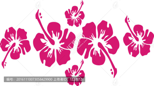 芙蓉
