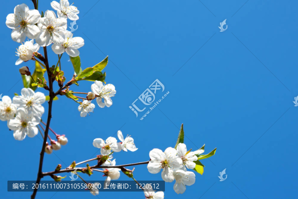 開(kāi)花