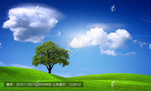 草地和樹木的田野