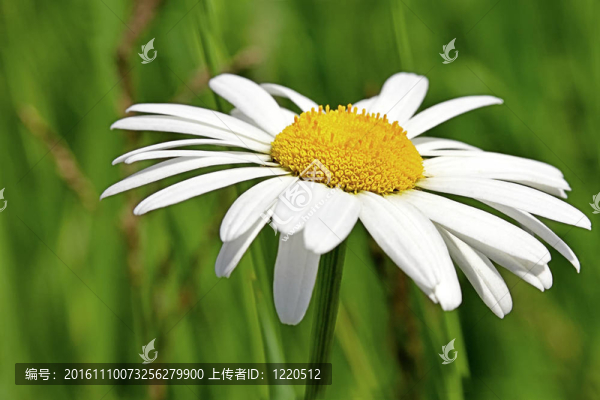 巨大的雛菊