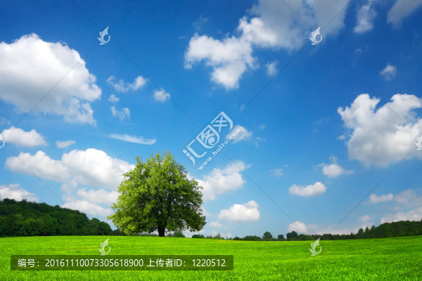 綠色的田野