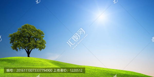 草地上的綠色樹