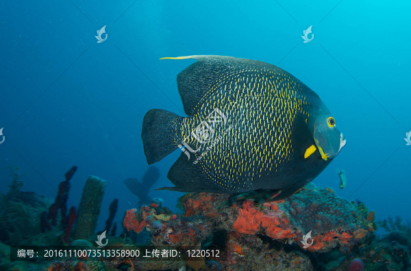 在佛羅里達(dá)州東南部的珊瑚礁上的法國(guó)神仙魚(yú)。