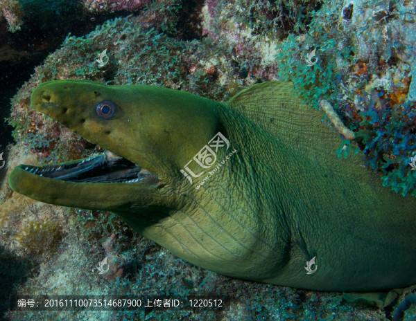 在佛羅里達州東南部礁綠色海鰻。