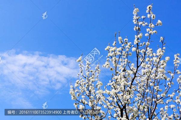 藍(lán)天上的春天樹