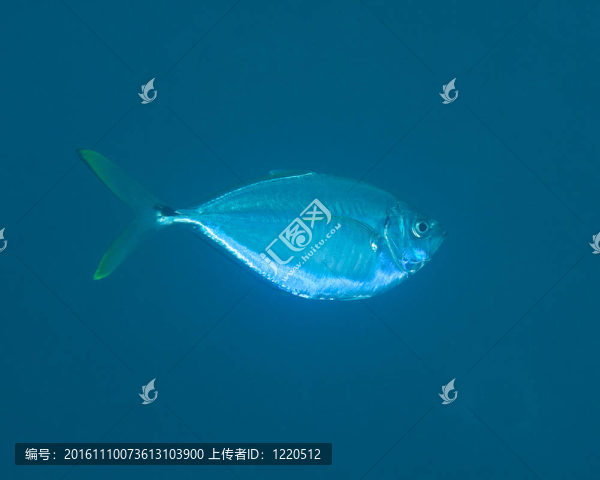 大西洋保險(xiǎn)杠；佛羅里達(dá)州東南部拍攝的照片。