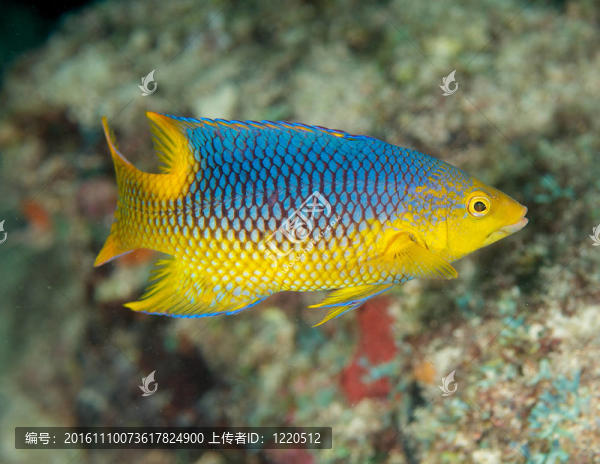 少年西班牙豬隆頭魚；在佛羅里達(dá)州東南部采取圖片。