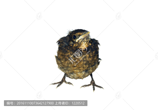 烏鶇雛鳥