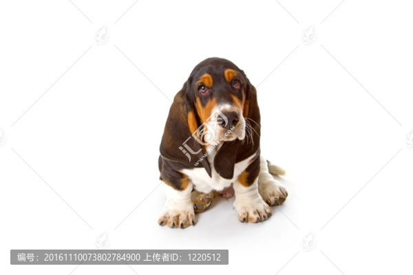 可愛的短腿小狗