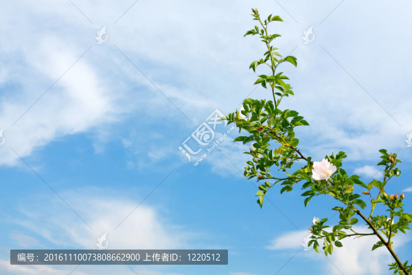 藍(lán)色天空上玫瑰的樹枝