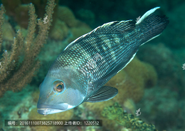 在佛羅里達州東南部礁黑鱸魚